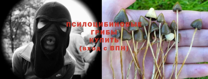 Галлюциногенные грибы Psilocybine cubensis  ссылка на мегу как войти  Нестеровская  купить наркотики цена 